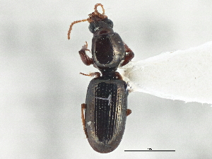  (Dyschirius filiformis - CCDB-21406-G11)  @11 [ ] CreativeCommons - Attribution (2014) CBG Photography Group Centre for Biodiversity Genomics