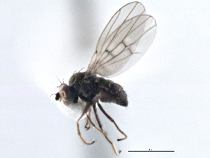  ( - CCDB-21410-H10)  @14 [ ] CreativeCommons - Attribution (2014) CBG Photography Group Centre for Biodiversity Genomics