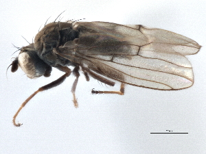  ( - CCDB-21411-C12)  @13 [ ] CreativeCommons - Attribution (2014) CBG Photography Group Centre for Biodiversity Genomics