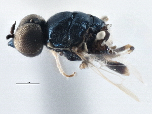  (Nemotelus psilonotus - CCDB-21411-G09)  @13 [ ] CreativeCommons - Attribution (2014) CBG Photography Group Centre for Biodiversity Genomics