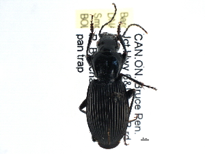  (Pterostichus lachrymosus - CCDB-21417-A02)  @15 [ ] CreativeCommons - Attribution (2014) CBG Photography Group Centre for Biodiversity Genomics