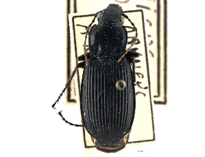 (Pterostichus madidus - CCDB-21417-A11)  @15 [ ] CreativeCommons - Attribution (2014) CBG Photography Group Centre for Biodiversity Genomics