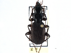  (Pterostichus moestus - CCDB-21417-B01)  @14 [ ] CreativeCommons - Attribution (2014) CBG Photography Group Centre for Biodiversity Genomics