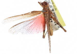  ( - CCDB-23289-B03)  @11 [ ] CreativeCommons - Attribution (2015) CBG Photography Group Centre for Biodiversity Genomics