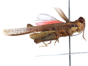  ( - CCDB-23289-B03)  @11 [ ] CreativeCommons - Attribution (2015) CBG Photography Group Centre for Biodiversity Genomics
