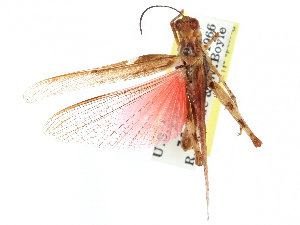  ( - CCDB-23289-B04)  @11 [ ] CreativeCommons - Attribution (2015) CBG Photography Group Centre for Biodiversity Genomics