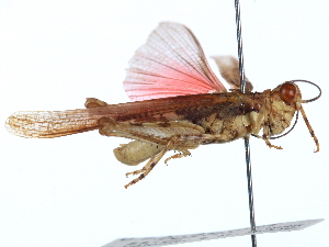  ( - CCDB-23289-B04)  @11 [ ] CreativeCommons - Attribution (2015) CBG Photography Group Centre for Biodiversity Genomics