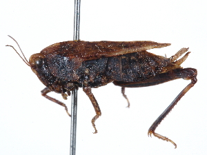  (Tettigidea empedonia - CCDB-23289-F09)  @11 [ ] CreativeCommons - Attribution (2015) CBG Photography Group Centre for Biodiversity Genomics