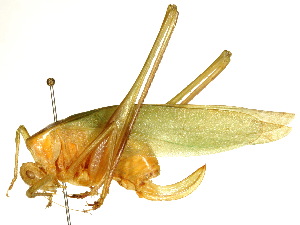  ( - CCDB-23290-H07)  @11 [ ] CreativeCommons - Attribution (2015) CBG Photography Group Centre for Biodiversity Genomics