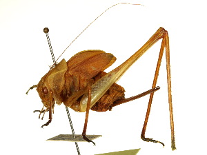  ( - CCDB-23290-H10)  @13 [ ] CreativeCommons - Attribution (2015) CBG Photography Group Centre for Biodiversity Genomics