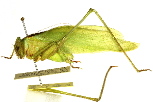  ( - CCDB-23290-H11)  @14 [ ] CreativeCommons - Attribution (2015) CBG Photography Group Centre for Biodiversity Genomics