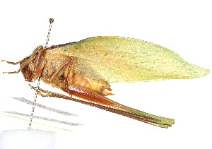  ( - CCDB-23291-A02)  @11 [ ] CreativeCommons - Attribution (2015) CBG Photography Group Centre for Biodiversity Genomics