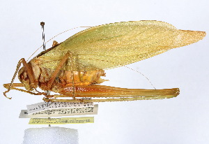  ( - CCDB-23291-A05)  @11 [ ] CreativeCommons - Attribution (2015) CBG Photography Group Centre for Biodiversity Genomics