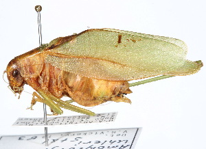  ( - CCDB-23291-A06)  @11 [ ] CreativeCommons - Attribution (2015) CBG Photography Group Centre for Biodiversity Genomics