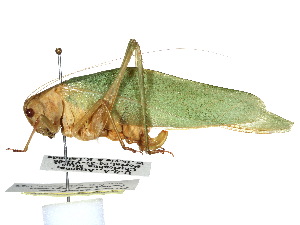  (Microcentrum latifrons - CCDB-23291-C09)  @11 [ ] CreativeCommons - Attribution (2015) CBG Photography Group Centre for Biodiversity Genomics