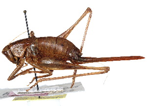  ( - CCDB-23291-F04)  @11 [ ] CreativeCommons - Attribution (2015) CBG Photography Group Centre for Biodiversity Genomics