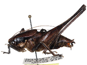  ( - CCDB-23291-F10)  @11 [ ] CreativeCommons - Attribution (2015) CBG Photography Group Centre for Biodiversity Genomics
