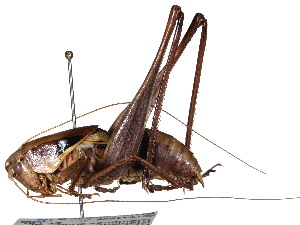  ( - CCDB-23291-G01)  @11 [ ] CreativeCommons - Attribution (2015) CBG Photography Group Centre for Biodiversity Genomics