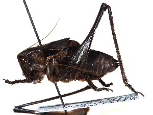  ( - CCDB-23291-G05)  @11 [ ] CreativeCommons - Attribution (2015) CBG Photography Group Centre for Biodiversity Genomics