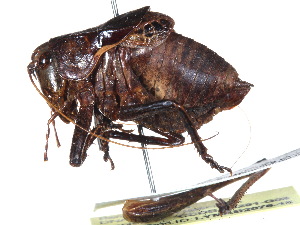 ( - CCDB-23291-G09)  @11 [ ] CreativeCommons - Attribution (2015) CBG Photography Group Centre for Biodiversity Genomics