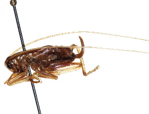  ( - CCDB-23291-H06)  @13 [ ] CreativeCommons - Attribution (2015) CBG Photography Group Centre for Biodiversity Genomics