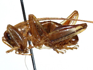  ( - CCDB-23291-H07)  @11 [ ] CreativeCommons - Attribution (2015) CBG Photography Group Centre for Biodiversity Genomics