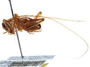  ( - CCDB-23291-H07)  @11 [ ] CreativeCommons - Attribution (2015) CBG Photography Group Centre for Biodiversity Genomics