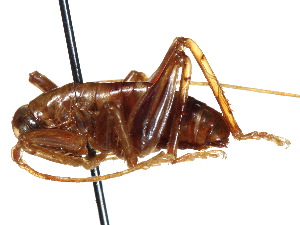  ( - CCDB-23291-H08)  @11 [ ] CreativeCommons - Attribution (2015) CBG Photography Group Centre for Biodiversity Genomics