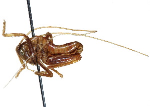  ( - CCDB-23291-H10)  @11 [ ] CreativeCommons - Attribution (2015) CBG Photography Group Centre for Biodiversity Genomics