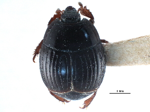  ( - CCDB-23292-C01)  @11 [ ] CreativeCommons - Attribution (2015) CBG Photography Group Centre for Biodiversity Genomics