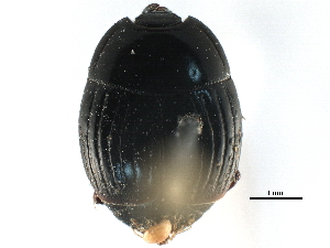  ( - CCDB-23292-C02)  @11 [ ] CreativeCommons - Attribution (2015) CBG Photography Group Centre for Biodiversity Genomics