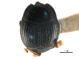  ( - CCDB-23292-C03)  @11 [ ] CreativeCommons - Attribution (2015) CBG Photography Group Centre for Biodiversity Genomics