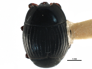  ( - CCDB-23292-C04)  @11 [ ] CreativeCommons - Attribution (2015) CBG Photography Group Centre for Biodiversity Genomics