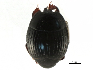  ( - CCDB-23292-C05)  @11 [ ] CreativeCommons - Attribution (2015) CBG Photography Group Centre for Biodiversity Genomics