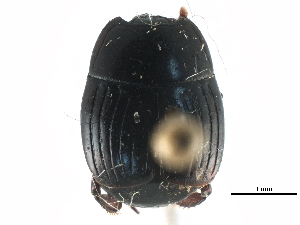  ( - CCDB-23292-F10)  @11 [ ] CreativeCommons - Attribution (2015) CBG Photography Group Centre for Biodiversity Genomics