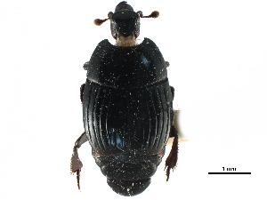  ( - CCDB-23292-F11)  @11 [ ] CreativeCommons - Attribution (2015) CBG Photography Group Centre for Biodiversity Genomics