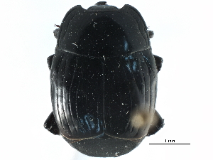  ( - CCDB-23293-C08)  @11 [ ] CreativeCommons - Attribution (2015) CBG Photography Group Centre for Biodiversity Genomics