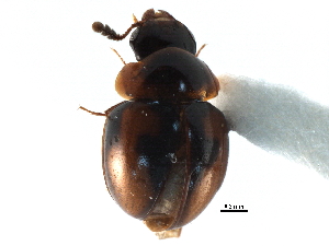  ( - CCDB-23293-G06)  @11 [ ] CreativeCommons - Attribution (2015) CBG Photography Group Centre for Biodiversity Genomics