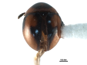  ( - CCDB-23293-G07)  @11 [ ] CreativeCommons - Attribution (2015) CBG Photography Group Centre for Biodiversity Genomics