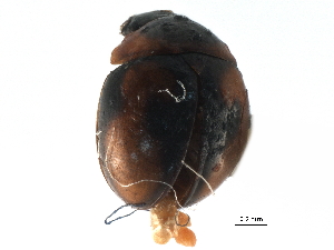  ( - CCDB-23293-G08)  @13 [ ] CreativeCommons - Attribution (2015) CBG Photography Group Centre for Biodiversity Genomics