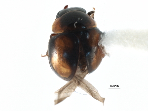  ( - CCDB-23293-G09)  @11 [ ] CreativeCommons - Attribution (2015) CBG Photography Group Centre for Biodiversity Genomics