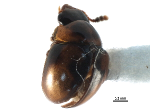  ( - CCDB-23293-G10)  @13 [ ] CreativeCommons - Attribution (2015) CBG Photography Group Centre for Biodiversity Genomics