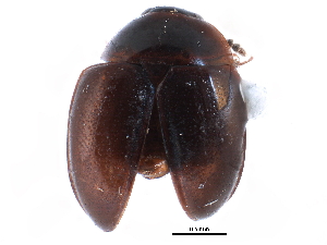  ( - CCDB-23294-B01)  @14 [ ] CreativeCommons - Attribution (2015) CBG Photography Group Centre for Biodiversity Genomics