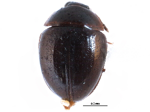 ( - CCDB-23294-B02)  @11 [ ] CreativeCommons - Attribution (2015) CBG Photography Group Centre for Biodiversity Genomics