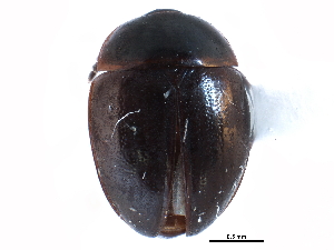  ( - CCDB-23294-B03)  @14 [ ] CreativeCommons - Attribution (2015) CBG Photography Group Centre for Biodiversity Genomics