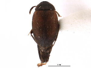  ( - CCDB-23294-F05)  @11 [ ] CreativeCommons - Attribution (2015) CBG Photography Group Centre for Biodiversity Genomics