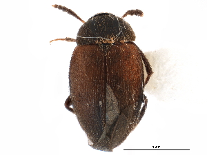  ( - CCDB-23294-F07)  @11 [ ] CreativeCommons - Attribution (2015) CBG Photography Group Centre for Biodiversity Genomics