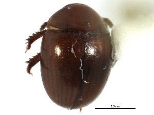  ( - CCDB-23294-H09)  @14 [ ] CreativeCommons - Attribution (2015) CBG Photography Group Centre for Biodiversity Genomics