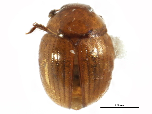  ( - CCDB-23294-H10)  @14 [ ] CreativeCommons - Attribution (2015) CBG Photography Group Centre for Biodiversity Genomics
