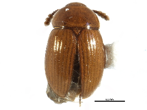  ( - CCDB-23294-H11)  @14 [ ] CreativeCommons - Attribution (2015) CBG Photography Group Centre for Biodiversity Genomics
